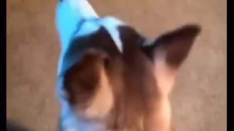 Funny cat cute #dog short video- cute puppy shorts- #short #shortvideo #firstshortvideo #cutedog