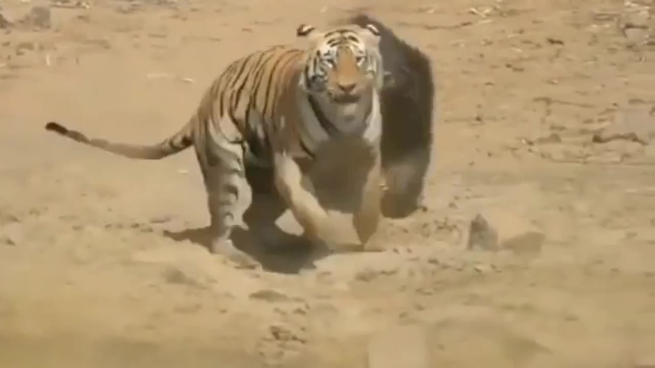 Wildlife in closer view with a natural perspective.