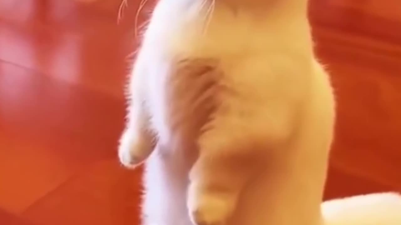 cute cat