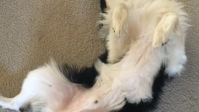 Australian shepherd laying on back turns head to camera