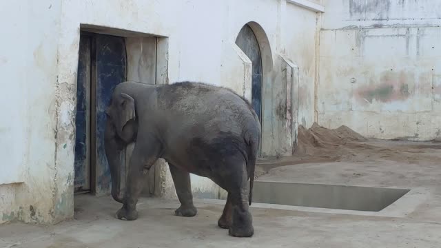 An elephant at a zoo