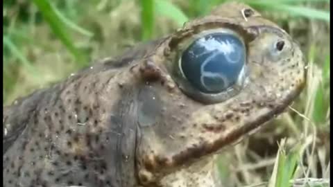 This parasite inside the frog's eye