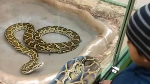 Snake Zoo Helsinki🤫😱😲😱 #shorts #short #youtubeshorts #youtube