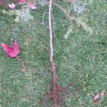 Winnie pup-rooted that plant 🐾