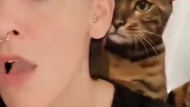 Cat is the great fun video