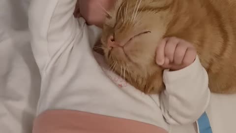 Cat Cuddles Infant For Chin Rubs