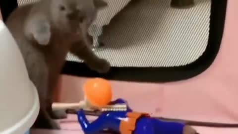 2022 Animal Best Funny Video🤣 Cat Funny Video😍