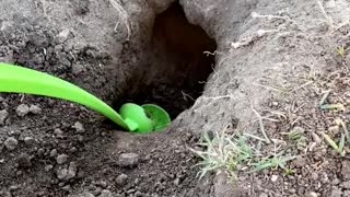 Giving a Gopher a Helping Hand Digging