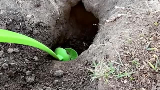 Giving a Gopher a Helping Hand Digging