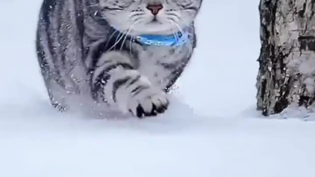 Cutest cats ever 😍