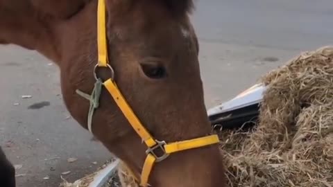 Quite a luxurious feeder