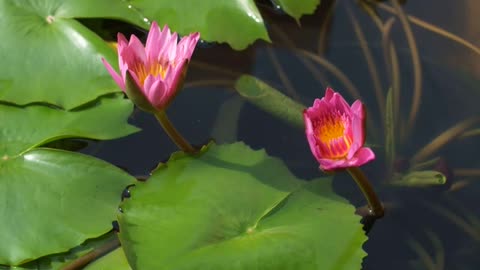 Water Lily Opening