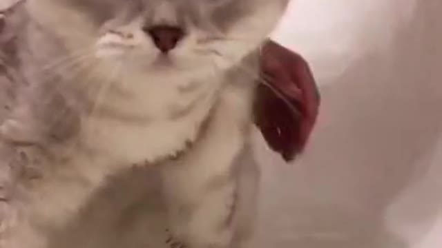 cute and adorable little kitten - Aww cat - meowing kitten