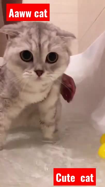 cute and adorable little kitten - Aww cat - meowing kitten