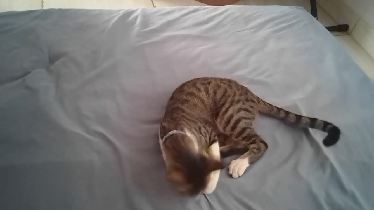 Playful cat