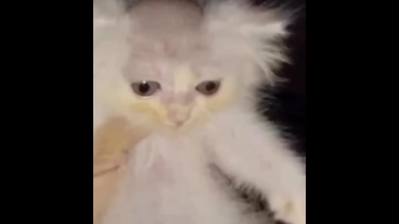 Funny cat video