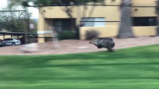 Musk Hog in a Hurry