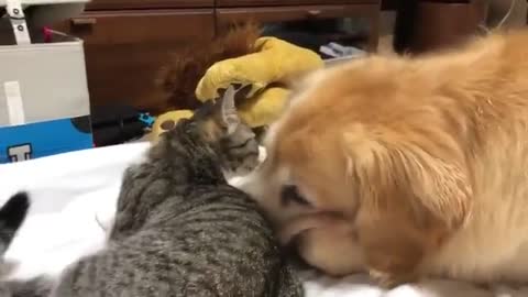 Dog keeps insisting the cat should move over even though the cat absolutely refuses to move an inch