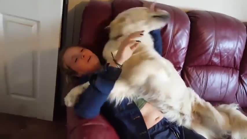 Golden retrievers greet owner after spending six months apart