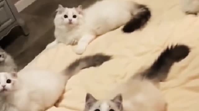 You don't look like a kitten, but like a good friend with me