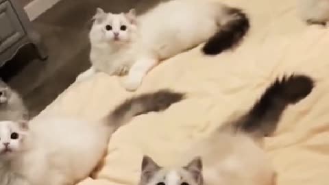 You don't look like a kitten, but like a good friend with me