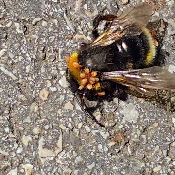 A bee with parasites / beautiful insect with mites.