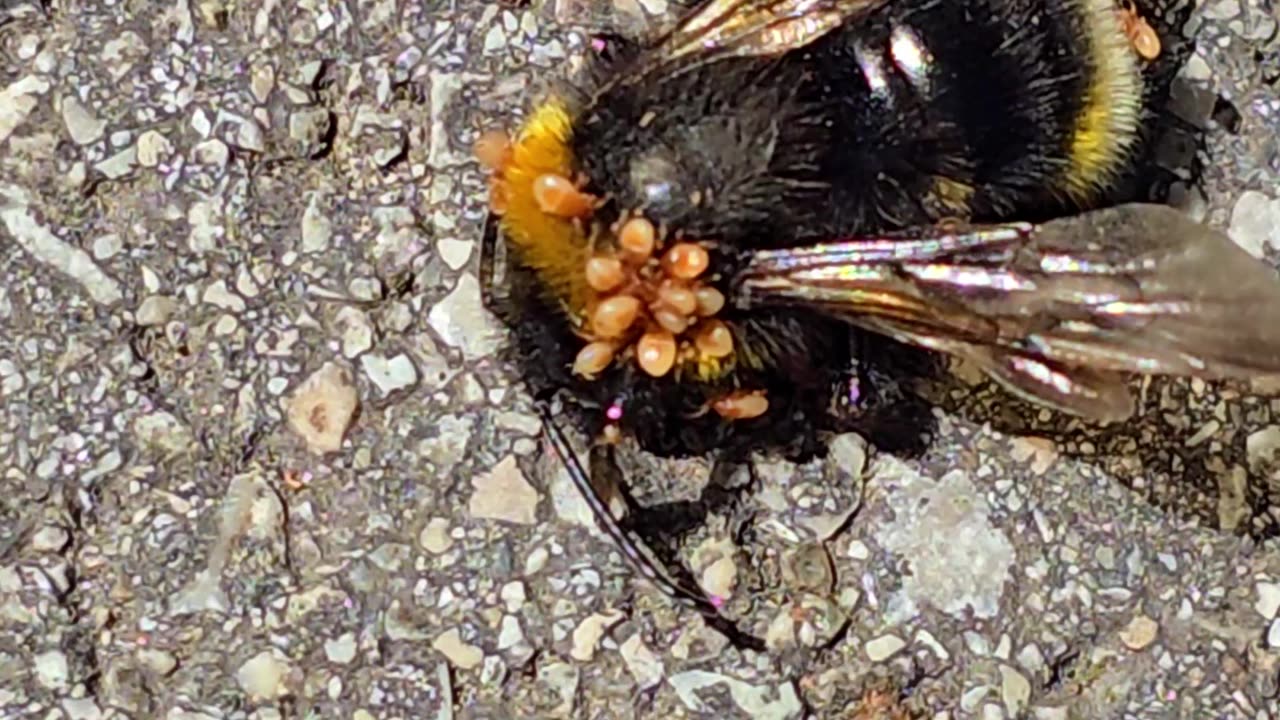 A bee with parasites / beautiful insect with mites.