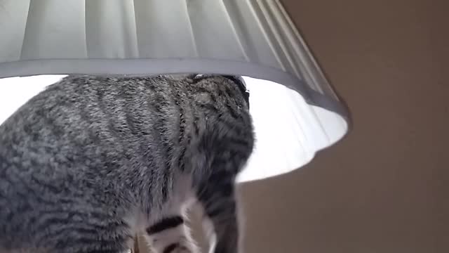 Clea my acrobatic kitten!