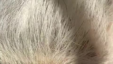 pig#nomnomnom