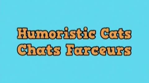 Humoristic Cats 😹 Chats Farceurs - n°296 #Shorts