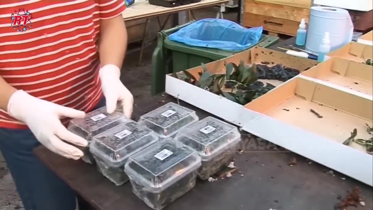 STAGES OF THE MODERN GREENHOUSE ORCHID FARMING PROCESS IN GERMANY