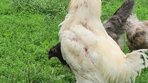 Rooster Crowing 🐓#roostercrowing #roostercrowingsoundeffect