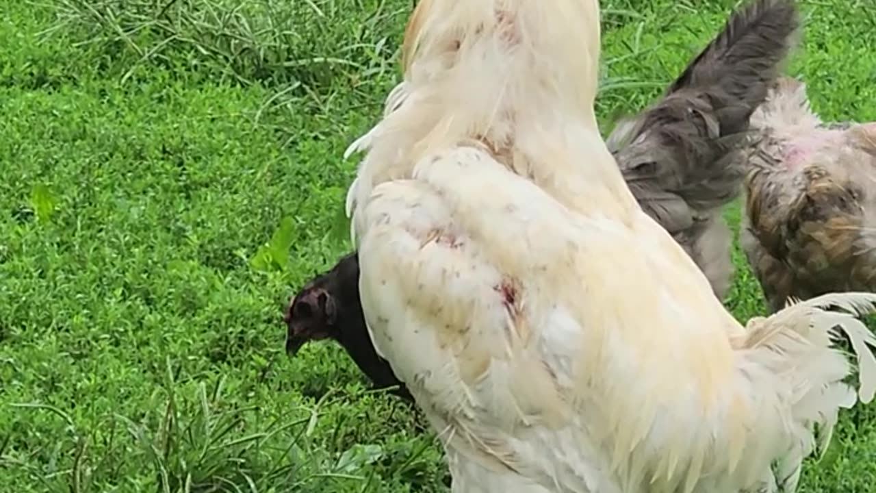 Rooster Crowing 🐓#roostercrowing #roostercrowingsoundeffect