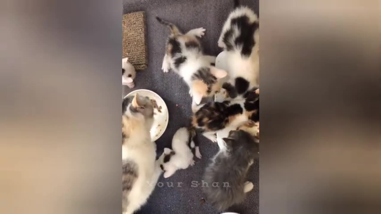 16 minutes of adorable cats and kittens videos to keep you smiling