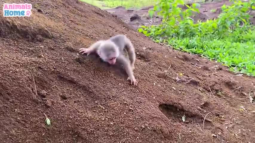 Baby monkey with duck baby