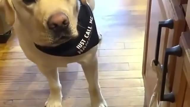 Powerful dog