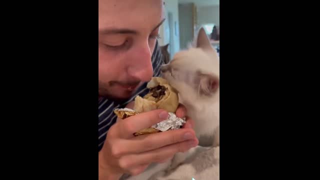 cute kitten eating with his owner