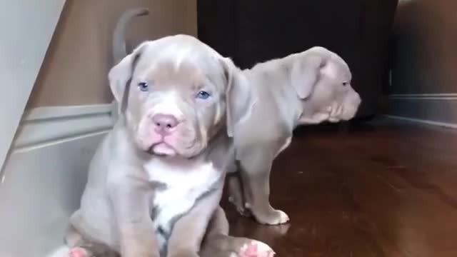 two puppies