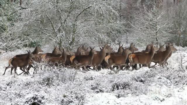 Group of doe walking in the snow
