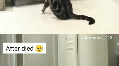 Funny animal content