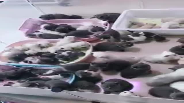 #Funniest Animals Real 😹 - Best Of The 2021 #Funny Animals Videos - Try Not To Laugh #comedy #shorts