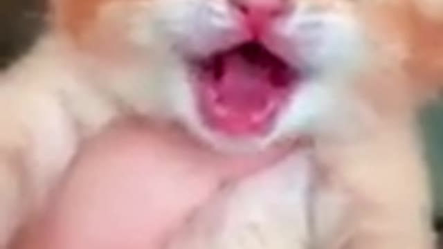 Small cat baby and sound