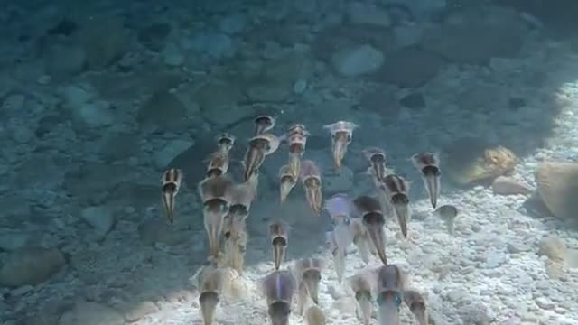I found the cutest thing while snorkeling
