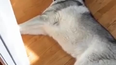 Dog really sad || Funniest dog video 2022 || part no 14 😺😺