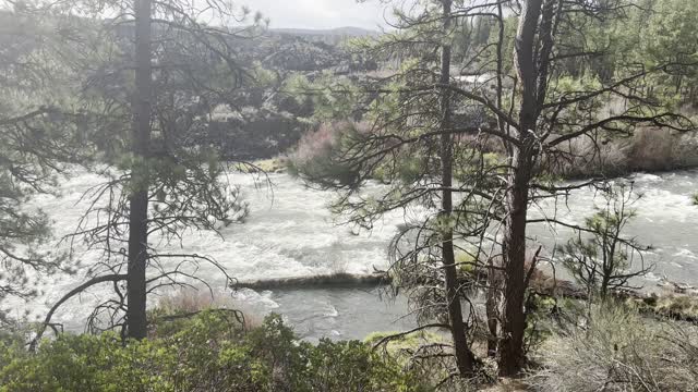 Hiking in the Forest Above Wild & Scenic Deschutes River – Central Oregon – 4K