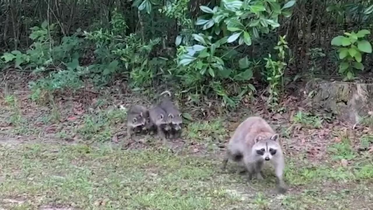 Raccoon brings her new babies to meet this woman every single year ❤️