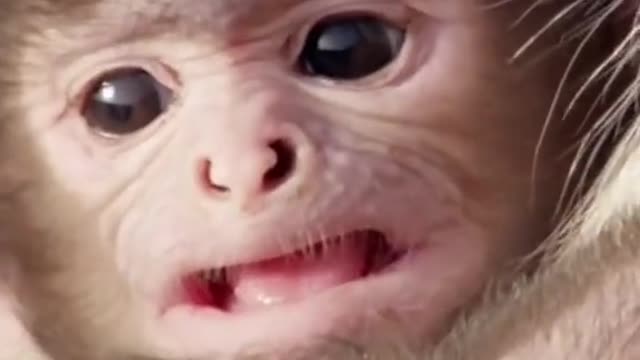 Funniest Animals - Best Of The 2021 Funny Animal Videos #41