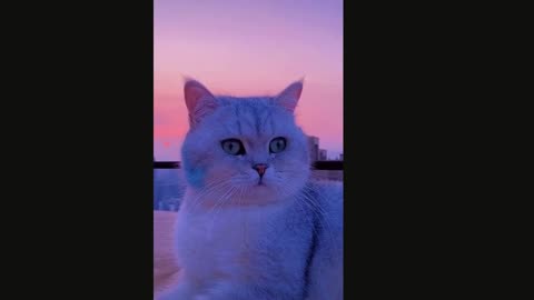 Cute and Sweet cat video-2021