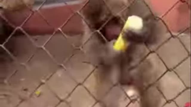 Animals of the Week - Cute and Funny Animals of the Week