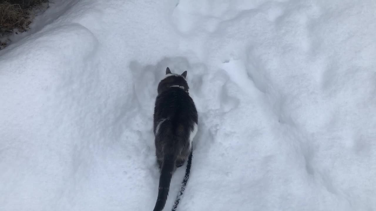 Wonder the cat checking out fresh snow